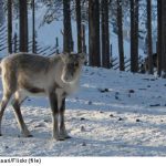 Baby reindeer starving in Swedish mountains