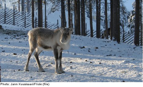 Baby reindeer starving in Swedish mountains