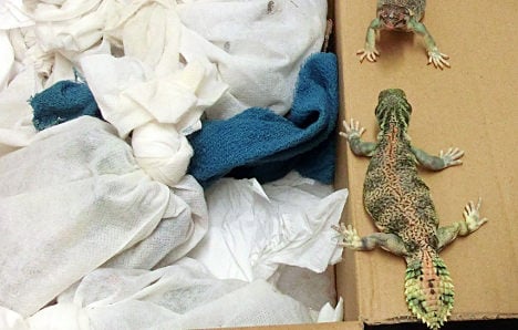 ‘They’re my dinner,’ says lizard smuggler