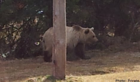 Brave dad chases bear away from curious kids