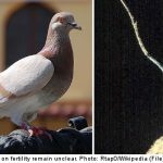 Eating pigeon to get pregnant in Sweden
