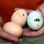 Nordic police close in on rare egg thieves