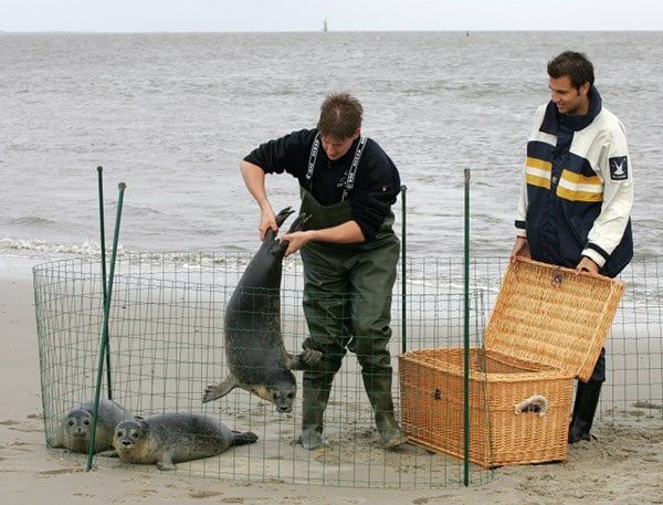 Release day for healthy seals near Norddeich.Photo: DPA