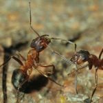‘Contract killer’ ants provoke others to attack