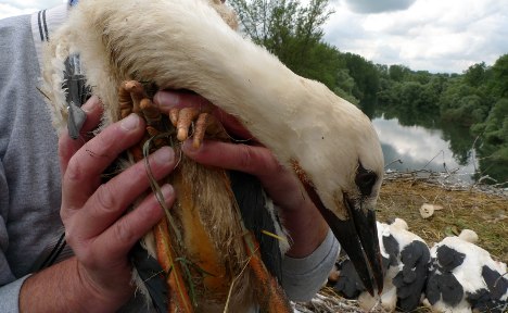 Storks get high-tech bling for epic trek