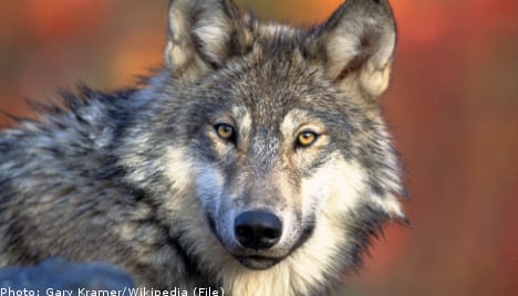 Woman killed by pack of wolves in Swedish zoo