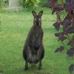 Police hunt Bernhard the fugitive kangaroo