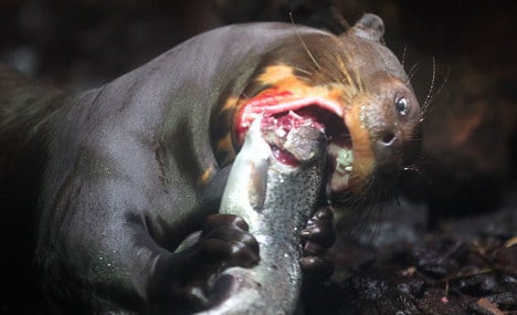 Cleaner in hospital after giant otter attack