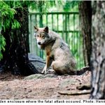 Zoo cuts off contact with wolves after fatal attack