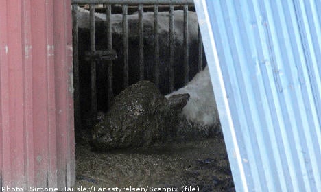 Manure mishap kills 48 cows on Swedish farm