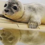 Sad seal pups surface at seaside sanctuaries