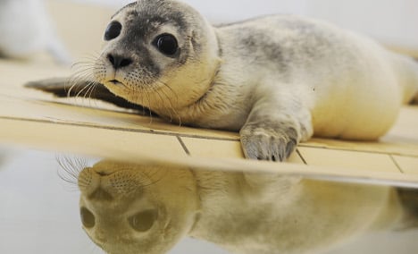 Sad seal pups surface at seaside sanctuaries