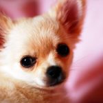 Hundreds of Chihuahua pups smuggled into Switzerland