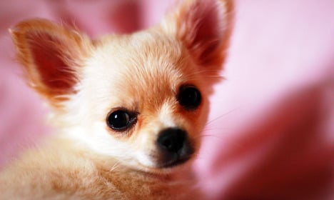 Hundreds of Chihuahua pups smuggled into Switzerland