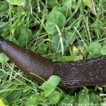 Swedish woman kills 14,000 ‘revolting’ slugs