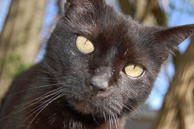 Spit three times if a black cat crosses your path.<br>As you can see from this picture, cats can be a psychotic creature. If a black one crosses a Swedes path, you may see him spit three times on the street in order to ward off evil spirits. Hisss!Photo: trdesignr/Flickr (file)