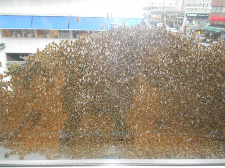 Like a horror movie!<br>"My colleague was super scared because she is allergic to bees!" said RiegerPhoto: Judith Thomas