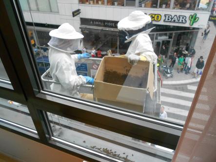 Hauling off the catch<br>The experts filled the bees into two cardboard boxes and were off! Another Friday the 13th saved!Photo: Judith Thomas