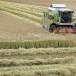Weather and mice hit grain harvests