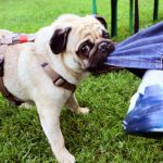 Pug fashion leading to ‘longer noses and legs’