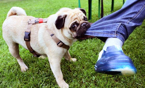 Pug fashion leading to 'longer noses and legs'