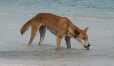 Dingo savages German tourist in Australia