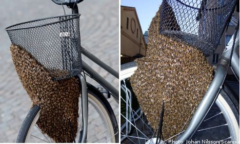 Swarm of homeless bees claims woman’s bike