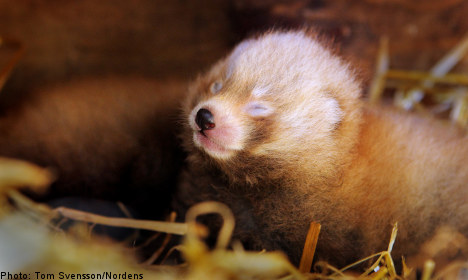 Swedish zoo in awe over ‘adorable’ baby pandas