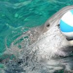 Dolphins need new home as small, old one closes