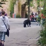 Apes escape from enclosure, roam zoo