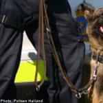 Police dog finds missing man trapped in crevice