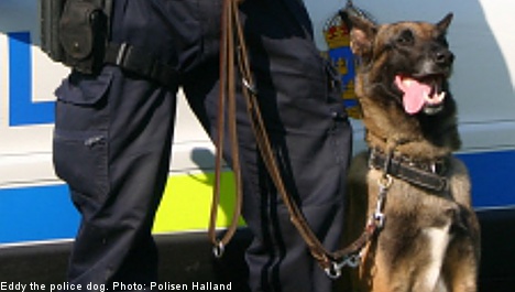 Police dog finds missing man trapped in crevice