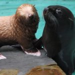 Only albino fur seal in zoo takes to the water