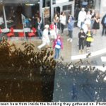 Stockholm plagued by giant swarm of bees
