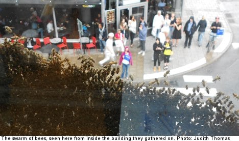 Stockholm plagued by giant swarm of bees
