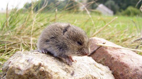Rodents make vole hills out of Swiss mountains