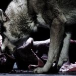 Live wolves in dance show ‘the latest shock’