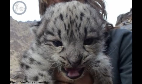 Swedish team finds ‘first’ wild snow leopard cubs