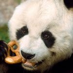 World’s oldest panda dies a lifelong bachelor