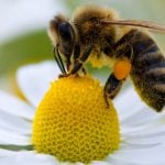 Plant wildflowers not corn, say beekeepers