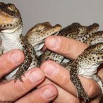 World’s rarest crocodiles hatched in Swedish zoo