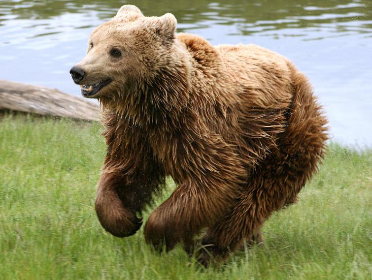 2. The brown bear - Björn - (Ursidae)<br>The brown bear, Sweden’s biggest and perhaps most ferocious beast, comes in second on this list. While attacks are extremely rare, bears ARE known to attack in Sweden, especially when freshly woken from hibernation or when they feel their young are under threat. As cuddly as they appear, give all bears in Sweden a wide berth. Note: the word bear in Swedish is also a popular man’s name, Björn. People called Björn aren't believed to be any more dangerous. Photo: Malene Thyssen/WikiCommons (file)
