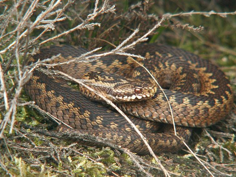 6. The Common European Viper/Adder - Huggorm (Vipera berus)<br>OK, now we’re getting somewhere, behold the common European Adder. Of the top fifty most dangerous snakes in the world, zero can be found in Sweden. The Adder, or viper, is the most dangerous snake of all in Sweden. This snake bites 1,300 people a year in Sweden, killing none, although their bite is said to sting "rather a lot".  Photo: Piet Spaans/WikiCommons (file)