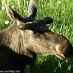 Swedish experts baffled by ‘mystery’ elk illness