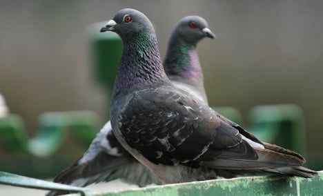 Town pigeon numbers hit hard by renovation
