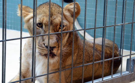 Two lions ‘poisoned’ in Berlin zoo
