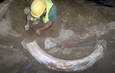 Underground workers face mammoth tusk