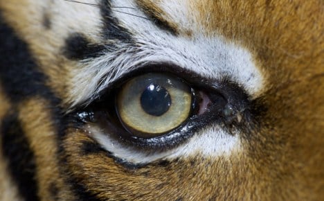 Escaped tiger kills zoo keeper