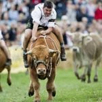 Load of bullocks ox-trot at bovine races