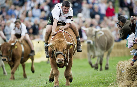 Load of bullocks ox-trot at bovine races